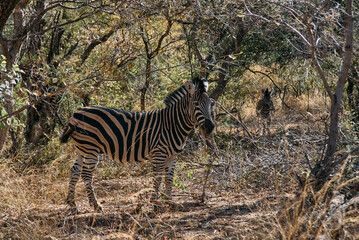 Zebra spotted during a safari game drive in Marakele National Park, Limpopo province, South Africa. The black and white stripes of this iconic African animal stand out against the natural savanna