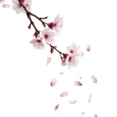 Pink Cherry Blossoms Falling on Branch, Isolated on White Background