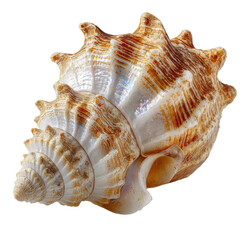 Obraz premium Exquisite Spiral Seashell PNG set with Iridescent Sheen and Warm Earthy Tones Isolated on Transparent backround