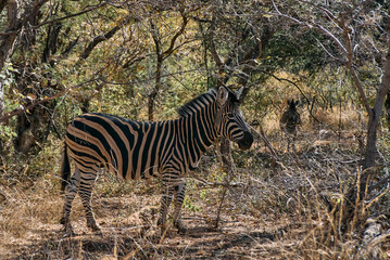 Zebra spotted during a safari game drive in Marakele National Park, Limpopo province, South Africa. The black and white stripes of this iconic African animal stand out against the natural savanna
