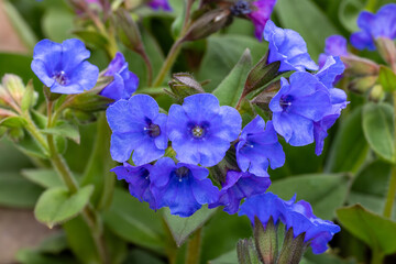 Cobalt blue pulmonaria flowers blooming in the spring garden.