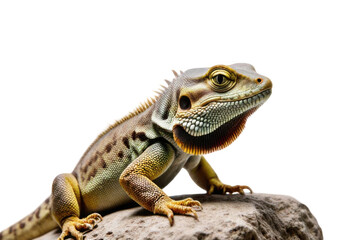 Yellow Brown Green Lizard on Rock Against White Background