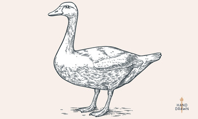 Goose. Hand drawn farm bird, poultry, goose. Vintage retro print, black white goose, poultry, sketch ink pencil style drawing, engrave. Sketch artwork silhouette head farm bird. Vector Illustration