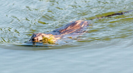 otter in water