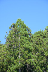 植林して高く伸びた針葉樹