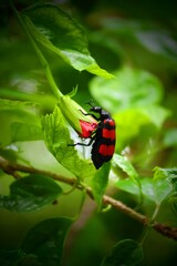 A red and black blister beetle clings to a fresh green bud amidst leafy surroundings.