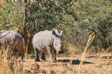 Obraz premium The white rhinoceros (Ceratotherium simum), also called the square-lipped rhino, seen during a safari game drive in Limpopo province, South Africa. It's the largest living rhinoceros species.