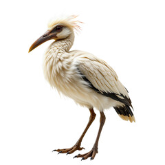 Obraz premium Majestic White Bird with Vibrant Plumage Standing on One Leg