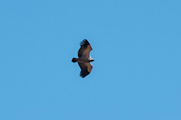 White-backed vulture soaring over a clear blue sky in Limpopo province, South Africa. This critically endangered bird spreads its wings wide, showcasing its impressive size and grace.