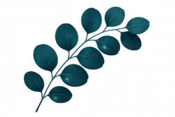 Eucalyptus branch with round teal leaves isolated on transparent background, perfect for nature-themed designs