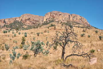 Marakele National Park safari game drive in Limpopo province, South Africa, with amazing scenic...
