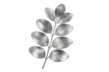 Silver leaf branch pencil drawing isolated on transparent background, perfect for nature-themed designs