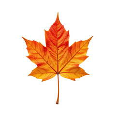 Vibrant Orange Maple Leaf Isolated on Transparent background for Fall