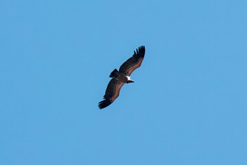 White-backed vulture soaring over a clear blue sky in Limpopo province, South Africa. This critically endangered bird spreads its wings wide, showcasing its impressive size and grace.