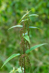 Nettle Urtica dioica in the forest