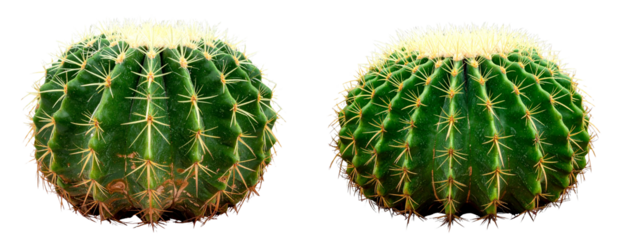 Round Green Barrel Cactus with Sharp Spines, isolated on transparent background PNG