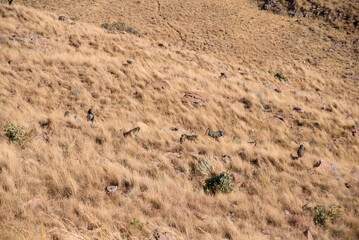 Baboons spotted during a safari game drive in Marakele National Park, Limpopo province, South Africa. The primates are seen in their natural savanna habitat, showcasing African wildlife