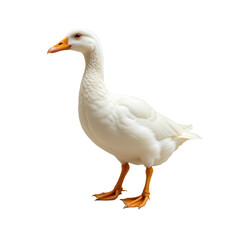 Obraz premium Elegant White Duck Standing Gracefully on a Transparent background