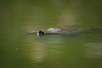  A red-eared slider turtle is swimming in the water and looking toward the camera lens on a sunny summer day