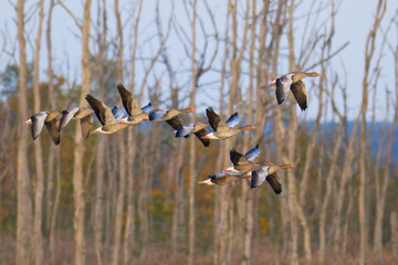 Fliegende Graugänse in der Abendsonne	