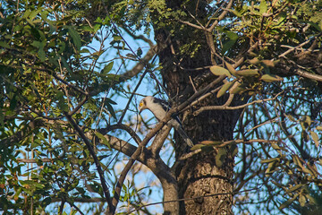 The white-crested helmetshrike spotted during a safari in Marakele National Park, Limpopo province, South Africa. This small, colorful bird perches on a branch amidst the lush savanna landscape
