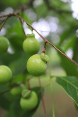 ムクロジの緑色の実