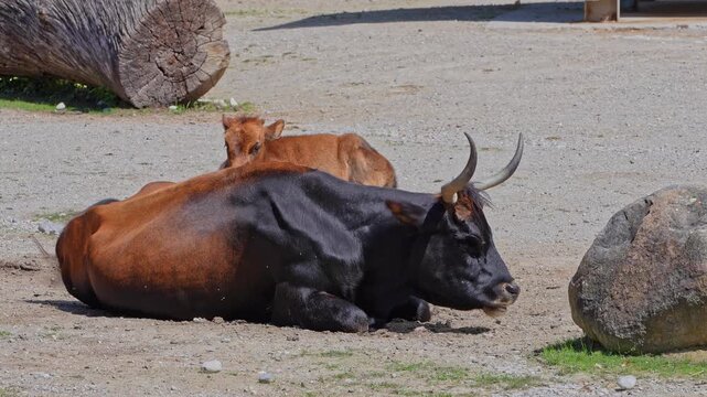 Family of Aurochs, Heck cattle, Bos primigenius taurus, claimed to resemble the extinct aurochs. Domestic highland cattle