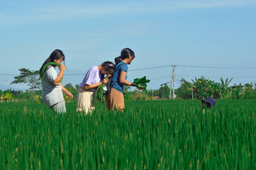 Four teenage girls laugh out loud on a rice field path, two carrying long beans, one holding bean...
