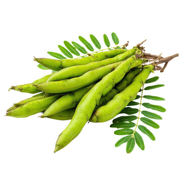 leucaena acacia leaves on transparent png background