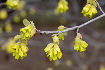 Yellow flowers of spike witch hazel,  blooming in the forest.