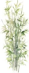 Obraz premium Vector watercolor painted bamboo. Hand drawn flower design elements isolated on white background.