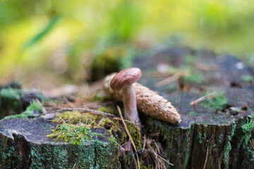 photo of a mushroom and a spruce cone