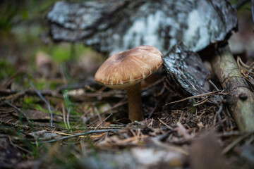 mushroom on birch bark in the forest