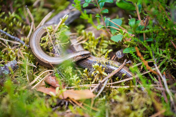 slowworm hiding in the moss