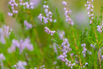 heather flower in the September forest