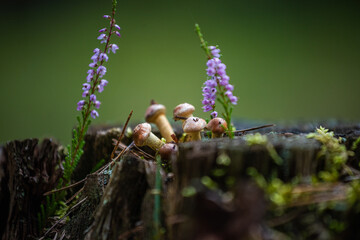 mushrooms on a tree trunk against the heather background