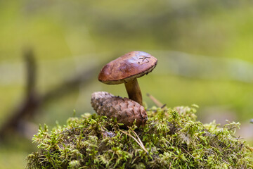 photo of a mushroom and a spruce cone