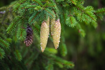 fir tree branch with cones