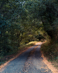 Trail that is part of the Primitive Way to Santiago