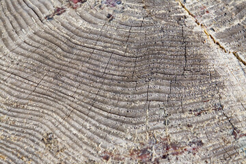 Fototapeta premium Wachtumsringe Holz