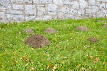 Maulwurfshügel auf Wiese 7