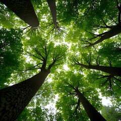 Forest Canopy