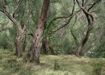Soft morning light in an Ancient Olive Grove in Parga, Epirus, Greece.