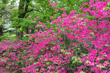 Fototapeta premium Pink torch Azalea flowers blooming vividly in the forest.