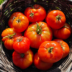 Cesta de mimbre con tomates de la huerta