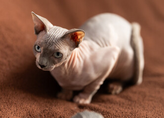  cat and sphinx concept - bald sphinx cat on on soft blanket