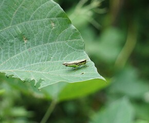 green bug on a leaf