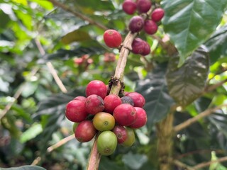 Coffee beans on the coffee plant at the Escuela Regional del Café, Libano, Colombia, April 19, 2025