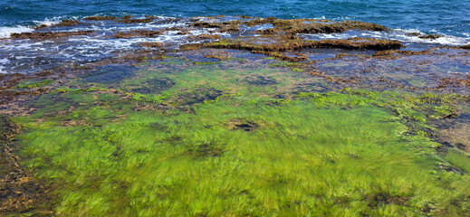 Rocks and Algae. Stone with lichen and moss.