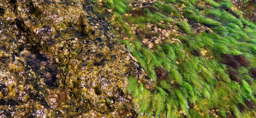 Rocks and Algae. Stone with lichen and moss.
